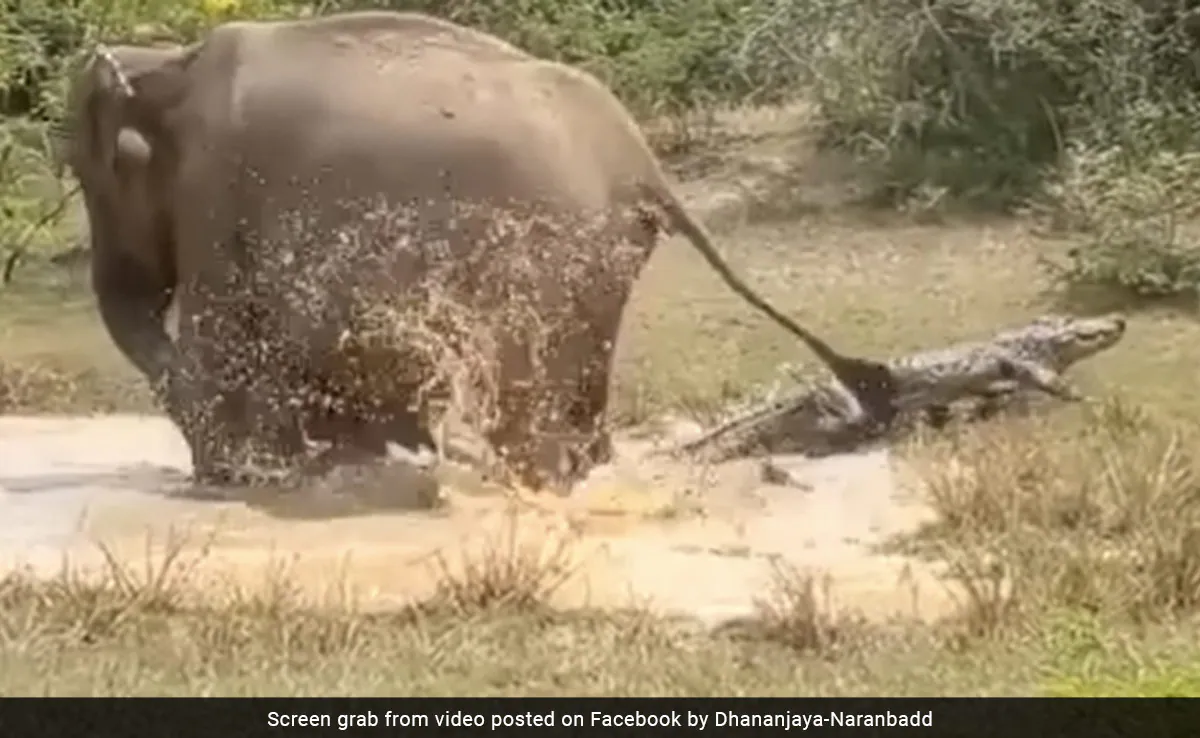 Elephant and Woman Fight Crocodiles to Save Loved Ones