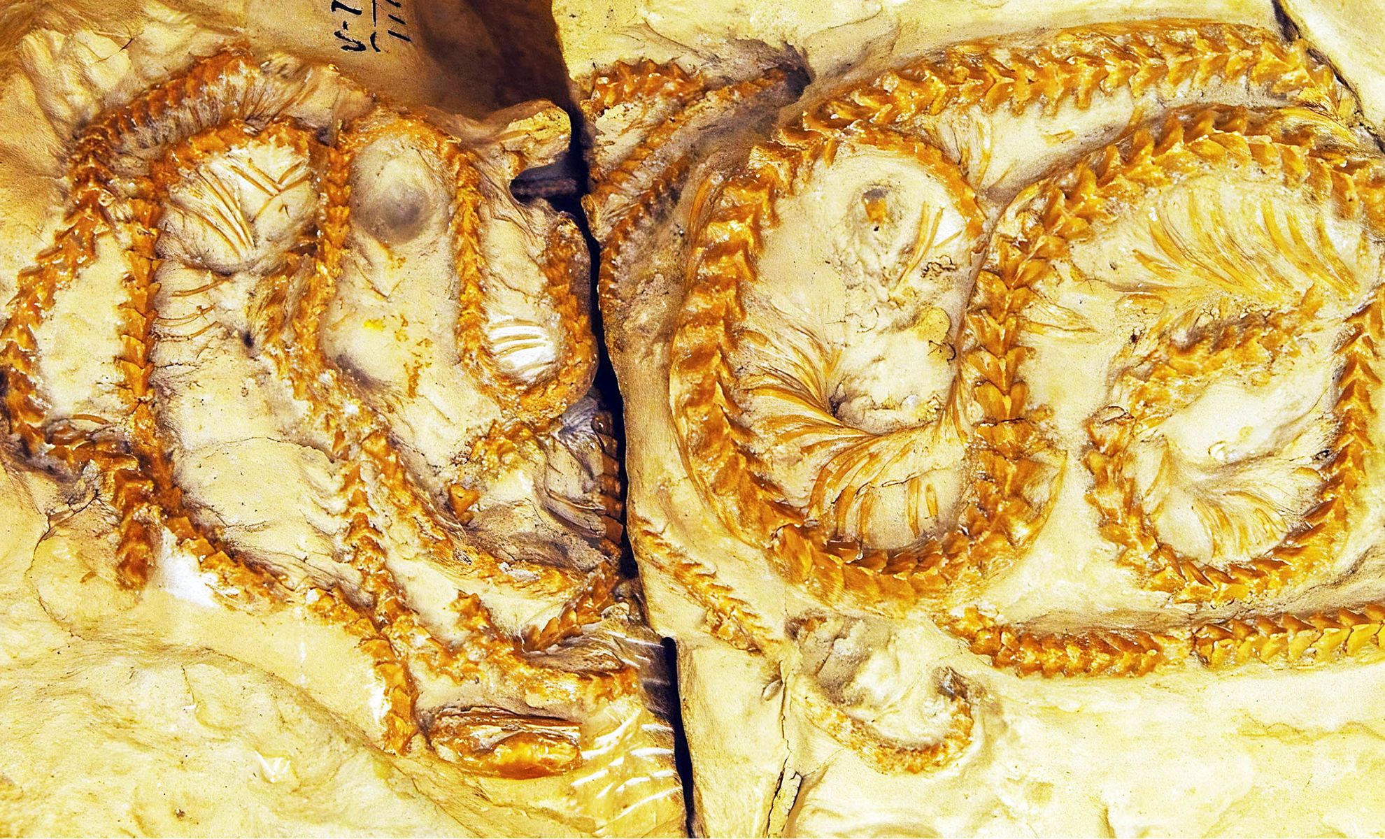 Ancient Snake Fossil Sheds Light on Reptile Evolution