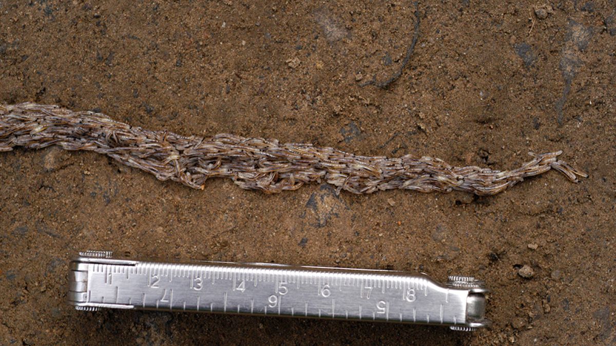 Featured image for "Mystery Solved: Scientists Uncover Identity of Bizarre 'Snake Worm'"