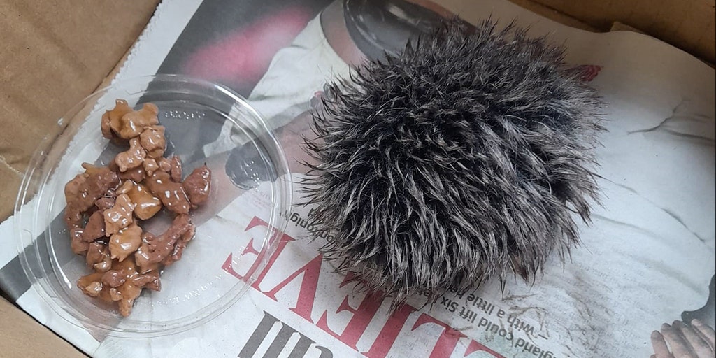 Featured image for "Rescued 'Baby Hedgehog' Revealed as Hat Bobble by Concerned Animal Lover"
