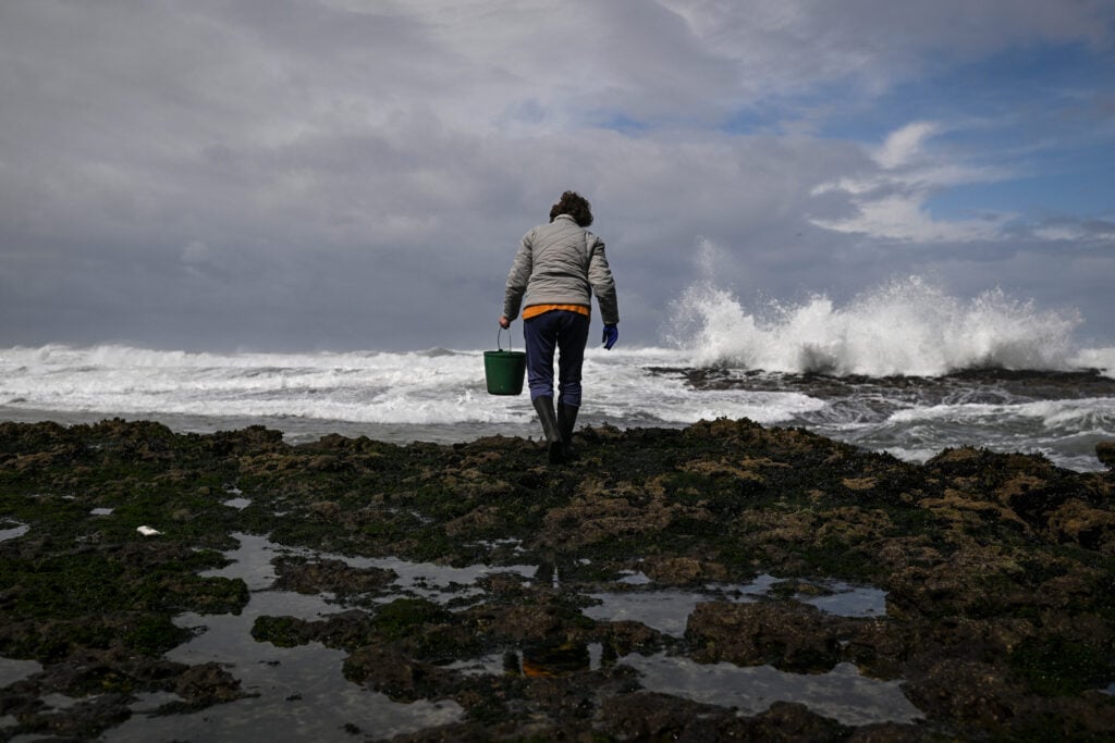 Featured image for Oceans Face Critical Acidification Crisis Threatening Marine Life