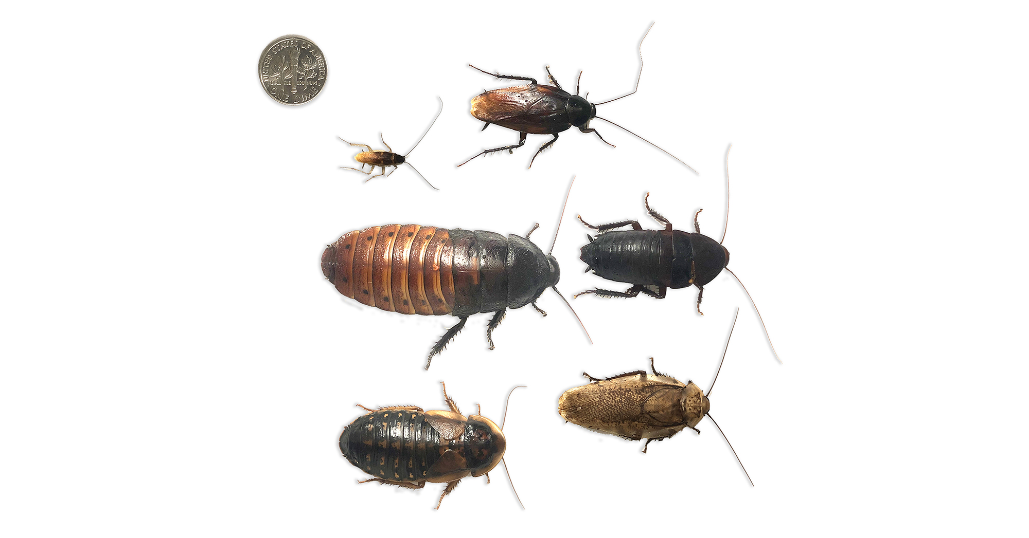 Featured image for Revolutionizing Urban Pest Management with Wolbachia in Cockroaches.