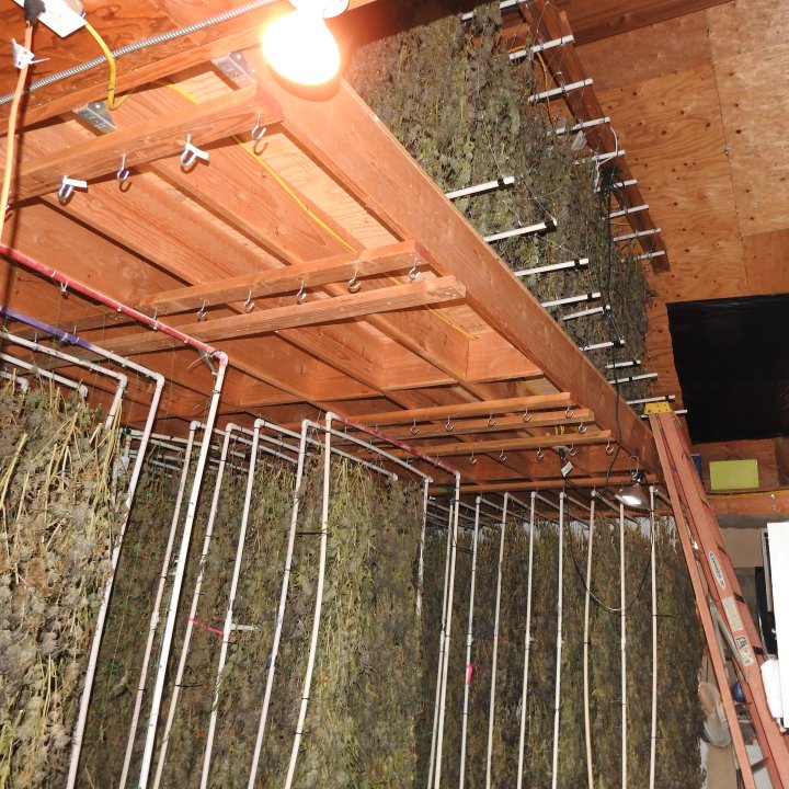 Massive Drug and Weapon Bust in Calaveras County: Sheriff's Office Seizes 800 Pounds of Marijuana and Semi-Automatic Weapons