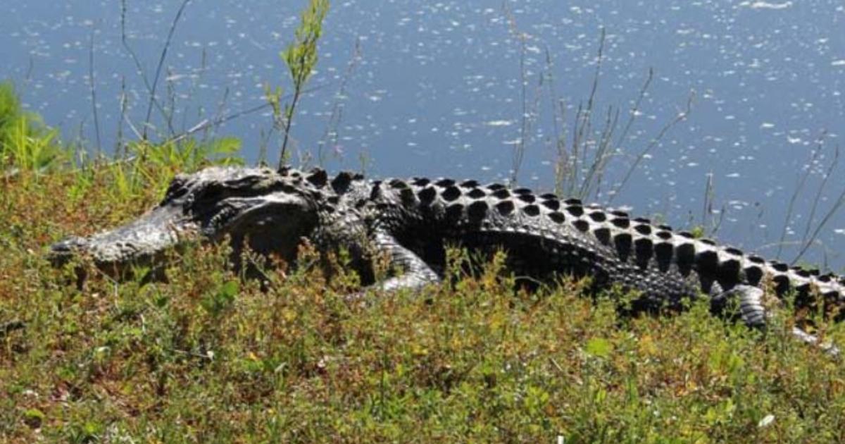 Featured image for Fatal Alligator Attack Claims Life of Woman Walking Dog in South Carolina