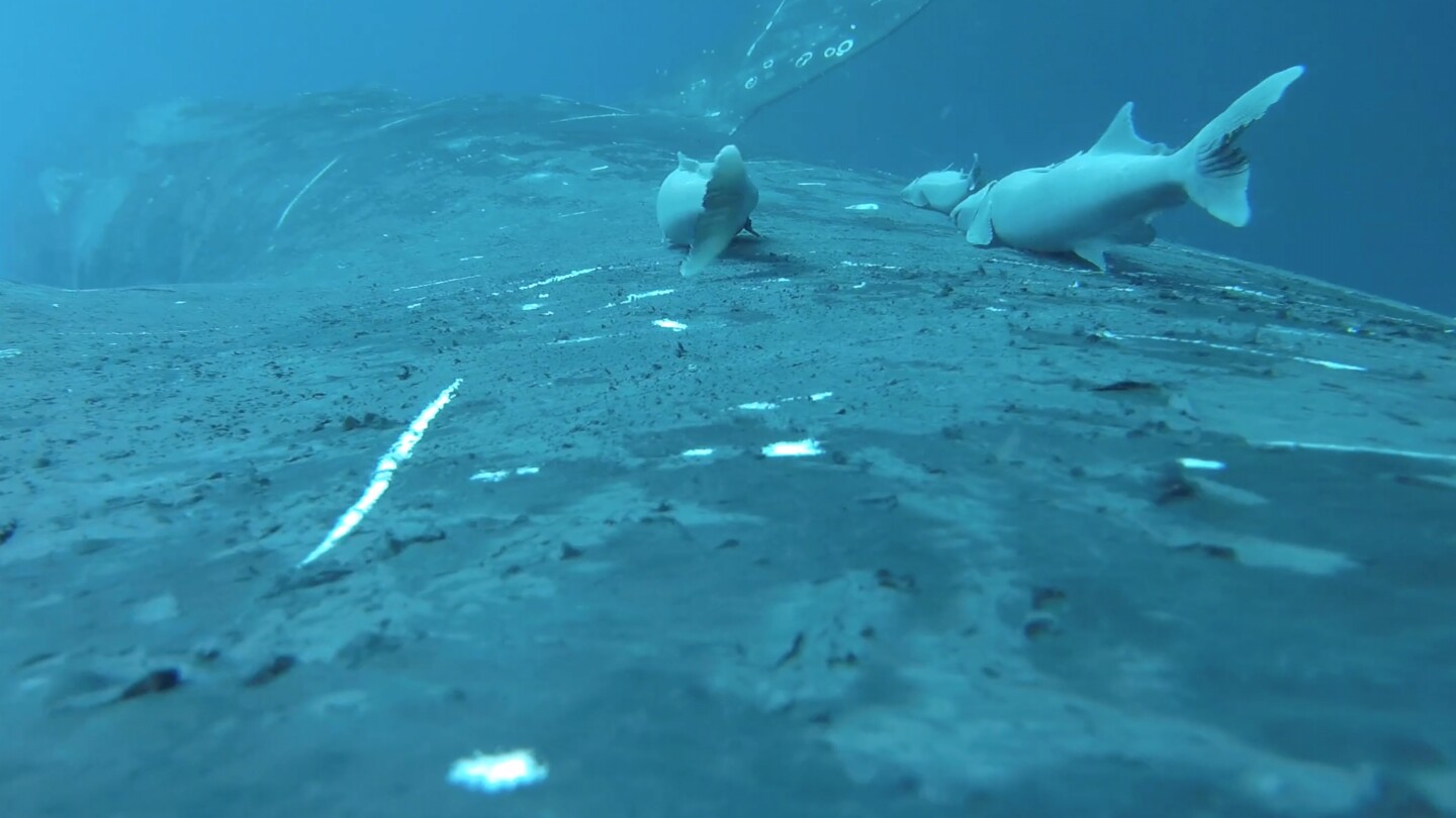 Featured image for Rare Footage of Sucker Fish Surfing with Whales