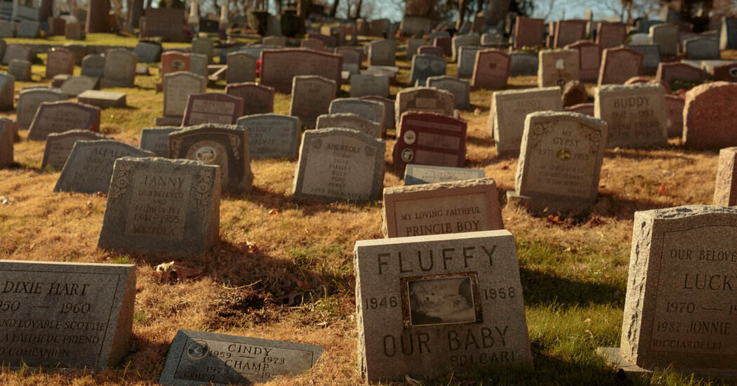 Unveiling the Enigma of the Lone Woman Interred in a Pet Cemetery