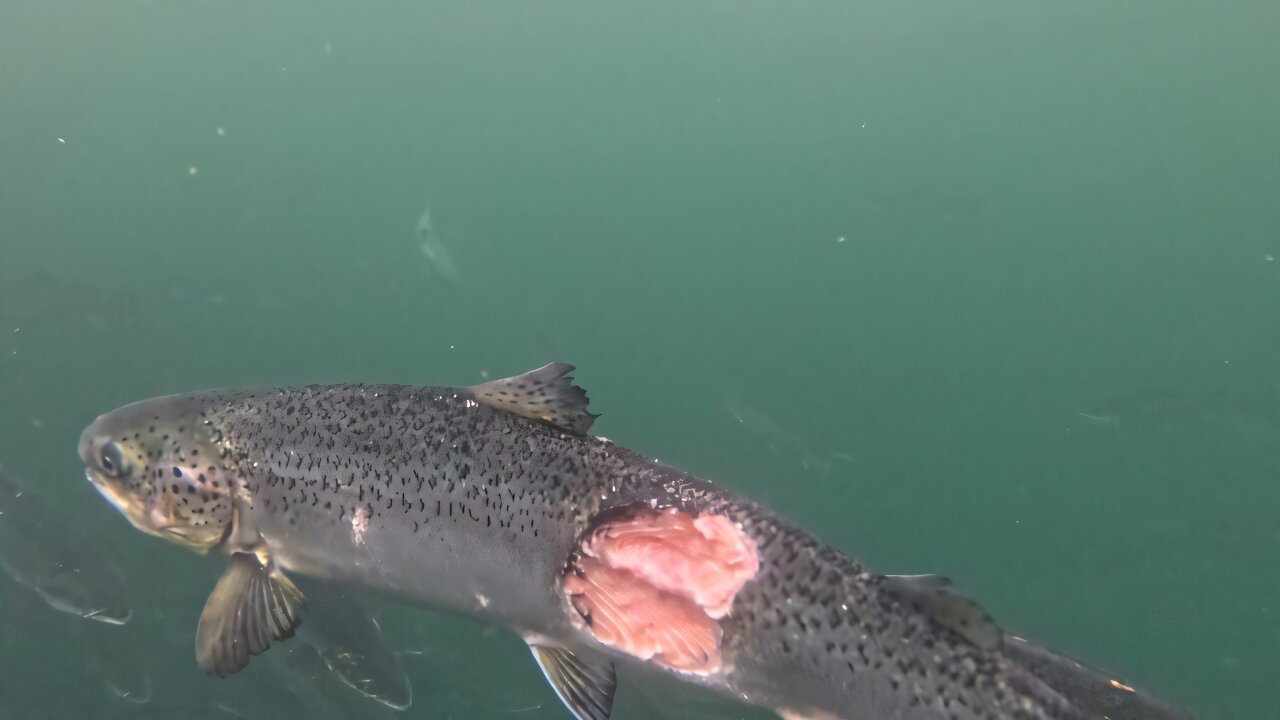 Featured image for Salmon Farming: Benefits and Challenges Explored