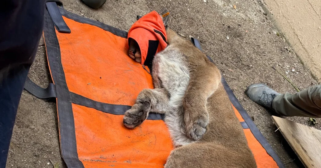 San Francisco’s Mountain Lion Moment: From Spotted to Safe Release