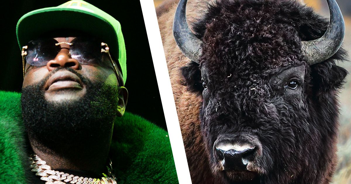 Featured image for Rick Ross's Loose Buffalo Cause Neighbor Complaints and Rapper Response