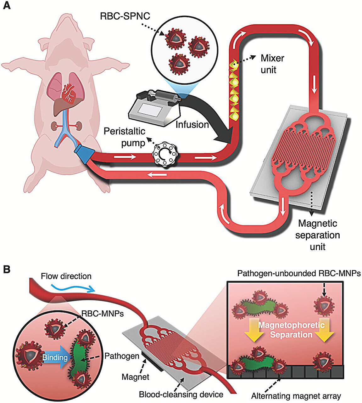 Featured image for "Breakthrough Magnetic Nanoclusters Offer Hope for Sepsis Treatment"