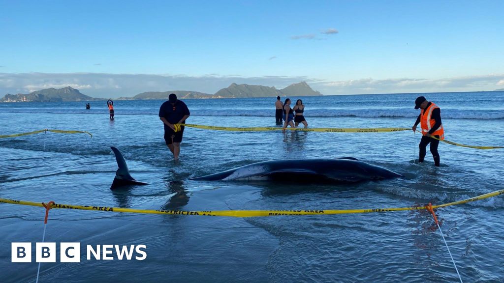 Community Effort Saves Over 30 Stranded Whales in New Zealand