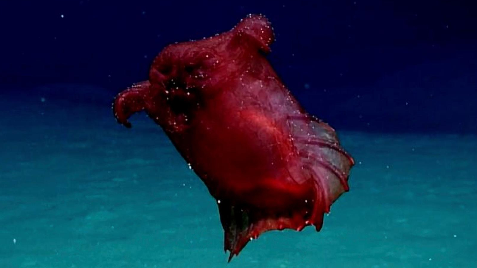 Featured image for Deep Sea Cucumber with Tubular Feet: The Headless Chicken Monster of the Ocean