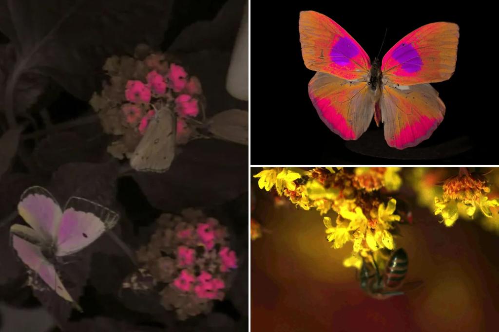 Featured image for "Revolutionary Camera Reveals World Through Animals' Eyes"