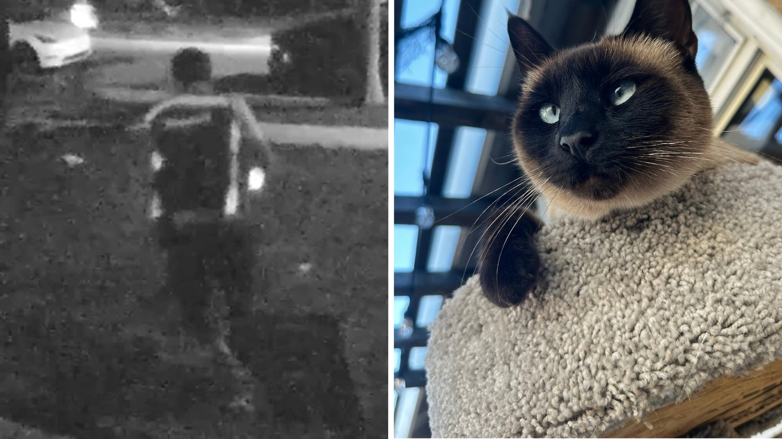 Featured image for Lakewood Woman Alleges Amazon Driver Stole Her Cat Piper