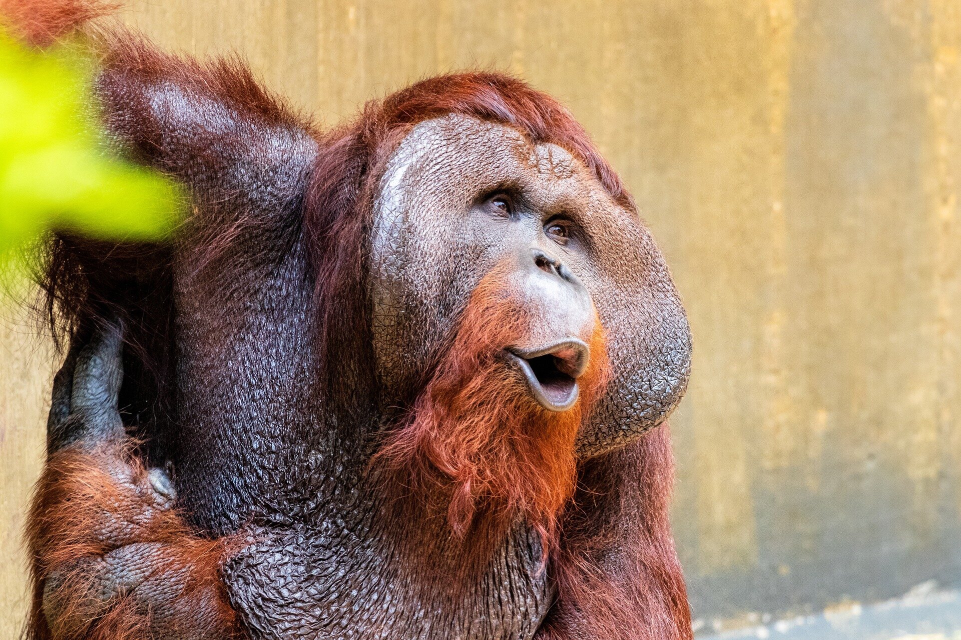 Featured image for Orangutans: Nature's Beatboxing Masters