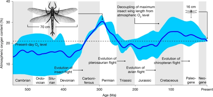 Insect giants escape oxygen-diffusion limits in flight muscles