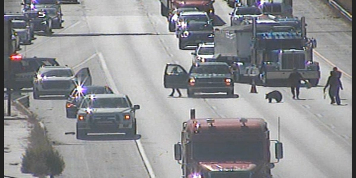 Featured image for Bear Causes Traffic Jam on I-25 in Colorado Springs