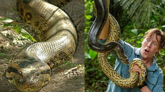"Massive Anaconda Shot Dead in Amazon Rainforest"