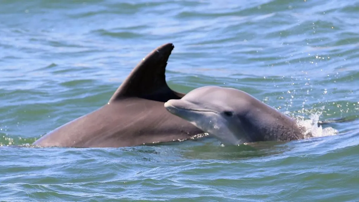 Russia Increases Dolphin Patrols to Protect Crimea Naval Base