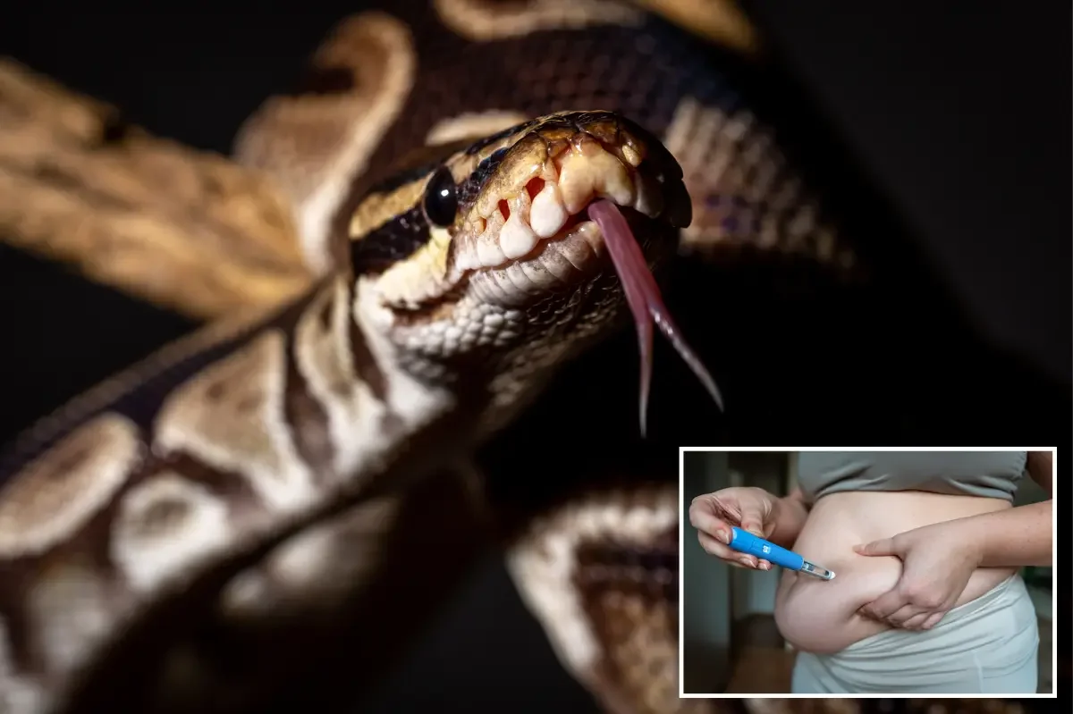 Python Metabolite Sparks GLP-1–Free Weight Loss Hint