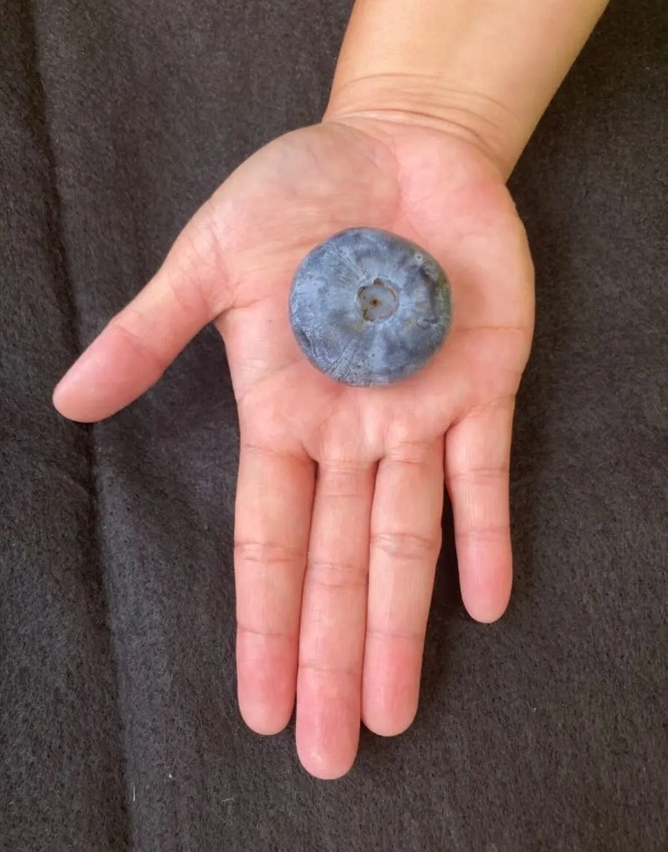 Featured image for "Record-Breaking Australian Blueberry: World's Heaviest Berry"