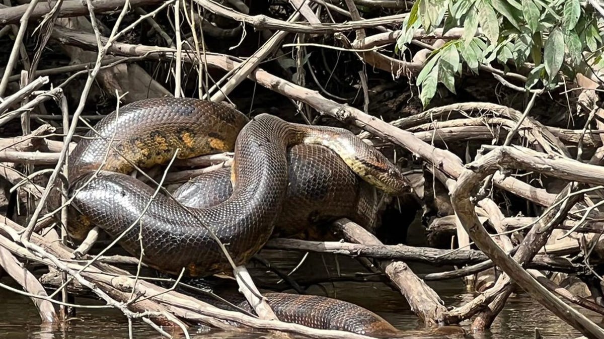 "Filming with Will Smith in the Amazon leads to discovery of largest anaconda species"