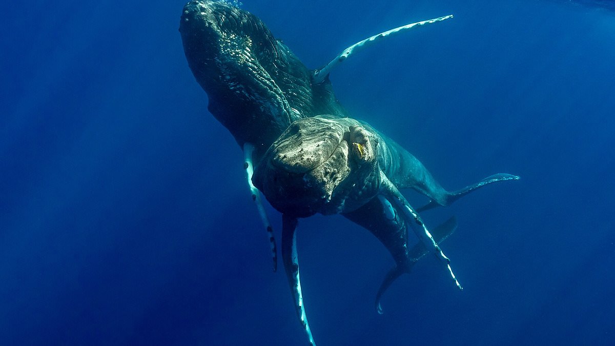 Featured image for "Surprising Discovery: First-ever Photos of Male Humpback Whales Mating"
