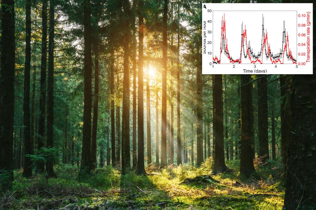 The Noisy Truth About Stressed Plants
