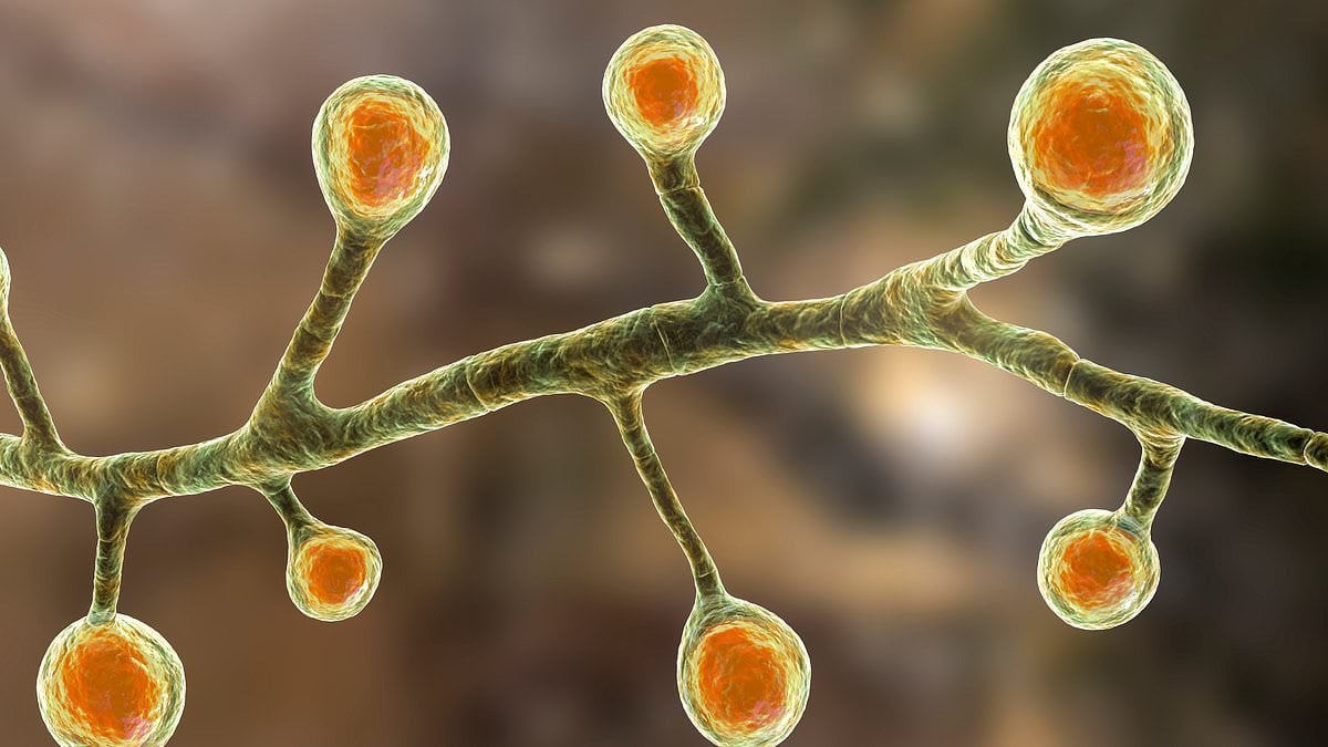 Featured image for "Rising Incidence of Deadly Fungus with 20% Kill Rate in Unexpected US Locations"