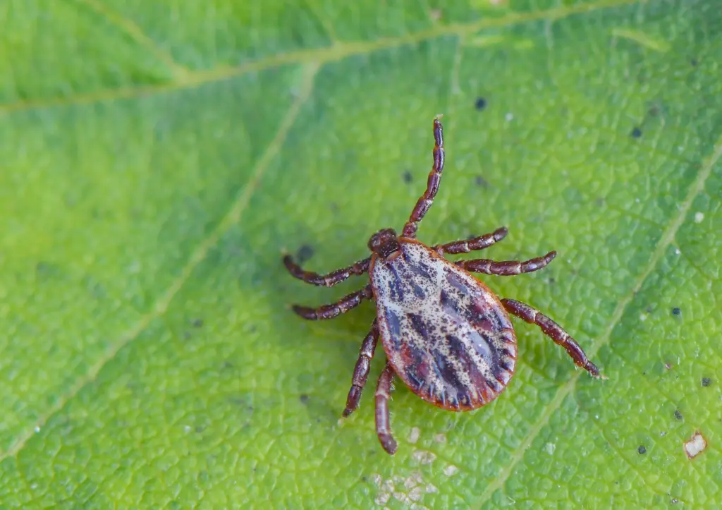 Lyme disease vaccine on the horizon for 2025.
