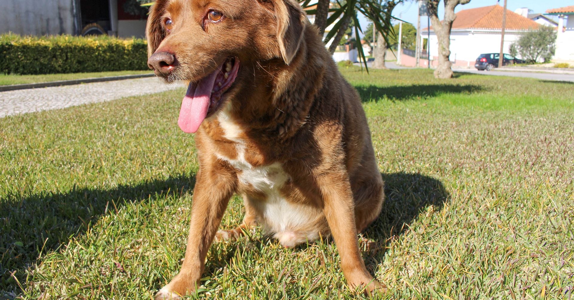 Featured image for "Guinness World Records Strips Bobi of 'Oldest Dog Ever' Title Posthumously"