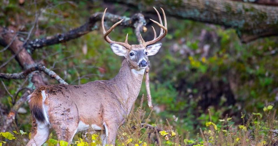Featured image for "Reporting Hemorrhagic Disease in Deer: MDC Urges Public and Hunters to Share Sightings and Meat"