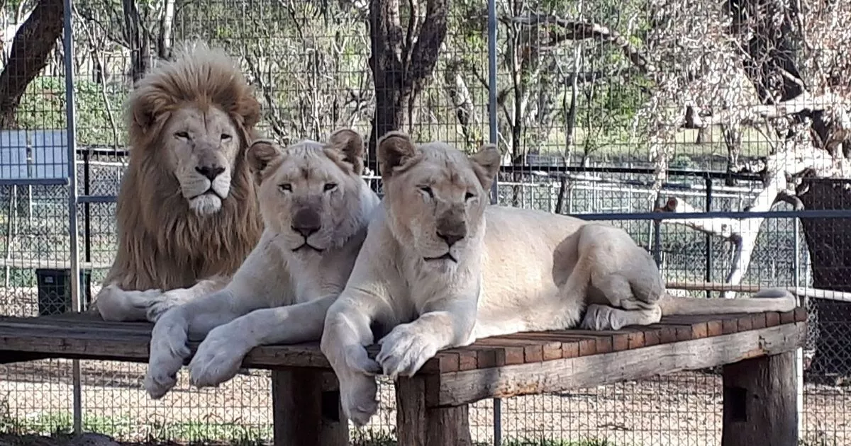 Featured image for Woman's Arm Severed in Lion Attack at Australian Zoo