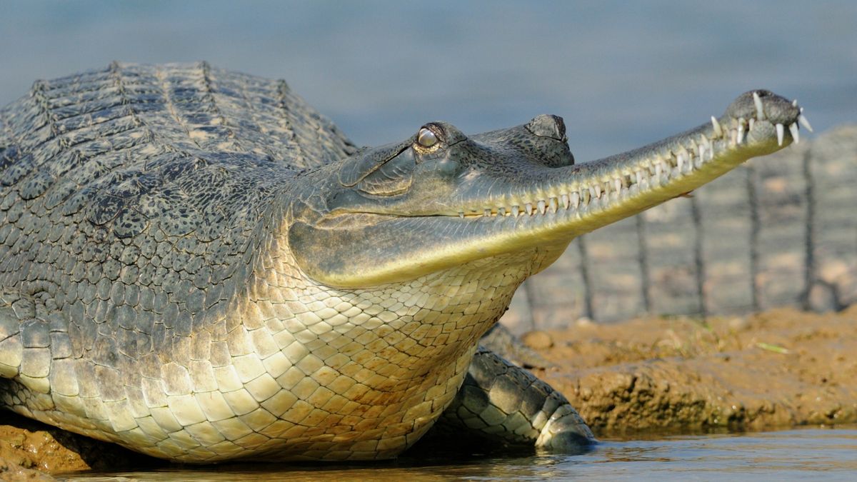 Featured image for Gharial's Unique Mating Ritual: Buzzing and Bubble Blowing