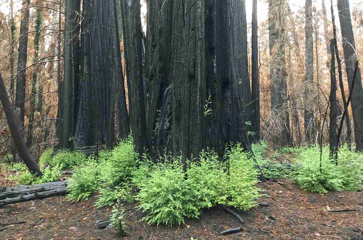 Featured image for Resilient Redwoods: Surprising Regrowth and Survival Tactics