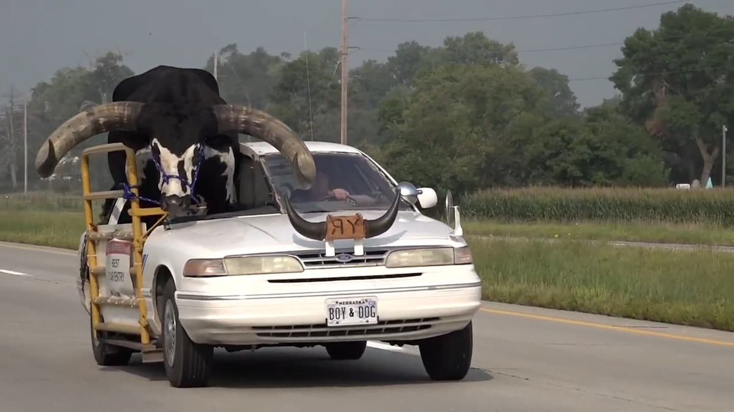 Nebraska Man's Unusual Passenger: A Bull Riding Shotgun