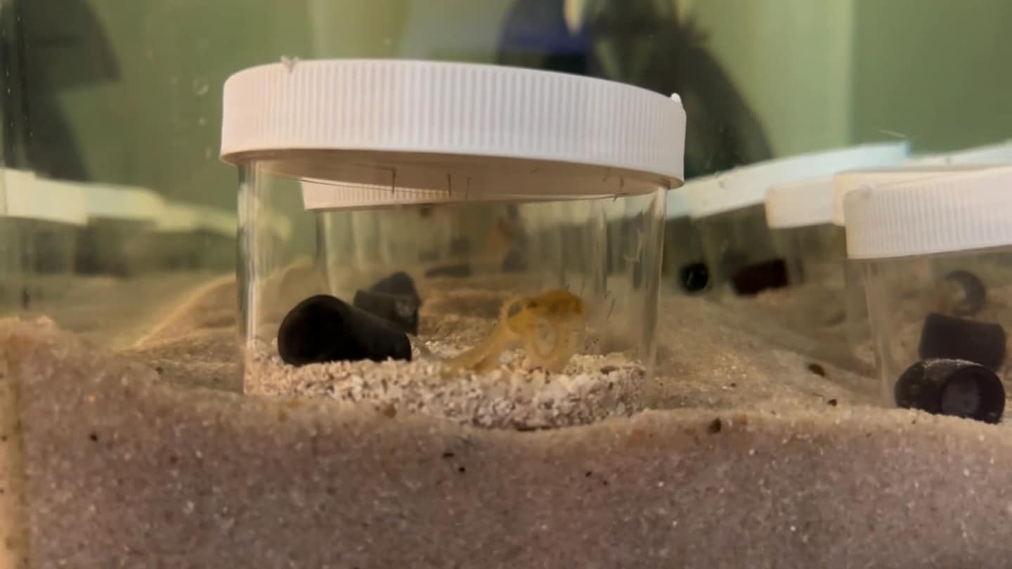 "Octo-Drama: The Unexpected Consequences of Adopting Terrance the Octopus"