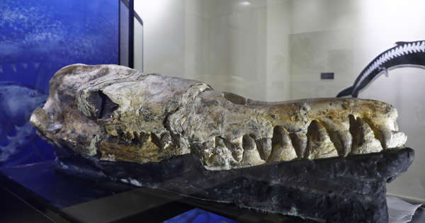 Featured image for The 'God of Death': Ancient Land-Hunting Whale Species Discovered.