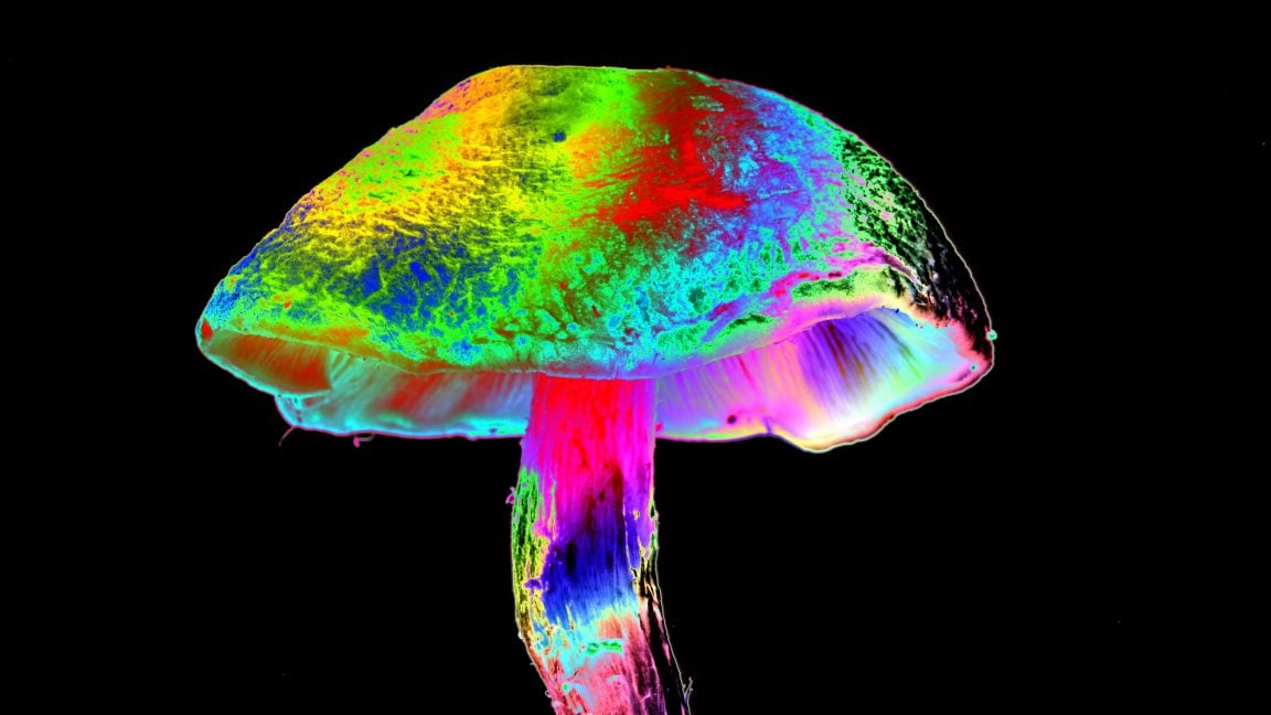 Featured image for Diverse Mushrooms Converge on Shared Psychedelic Effects
