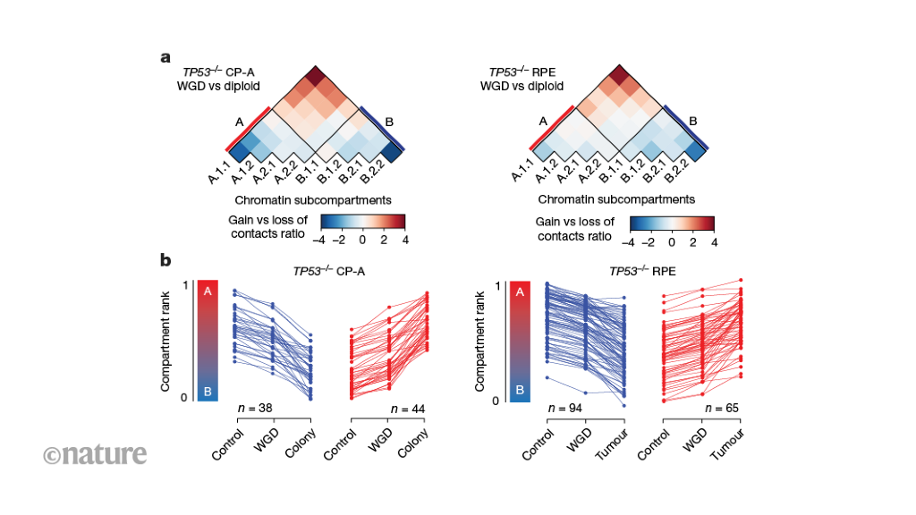 Featured image for The Impact of Genome Doubling on Cancer Development and Chromatin Segregation.