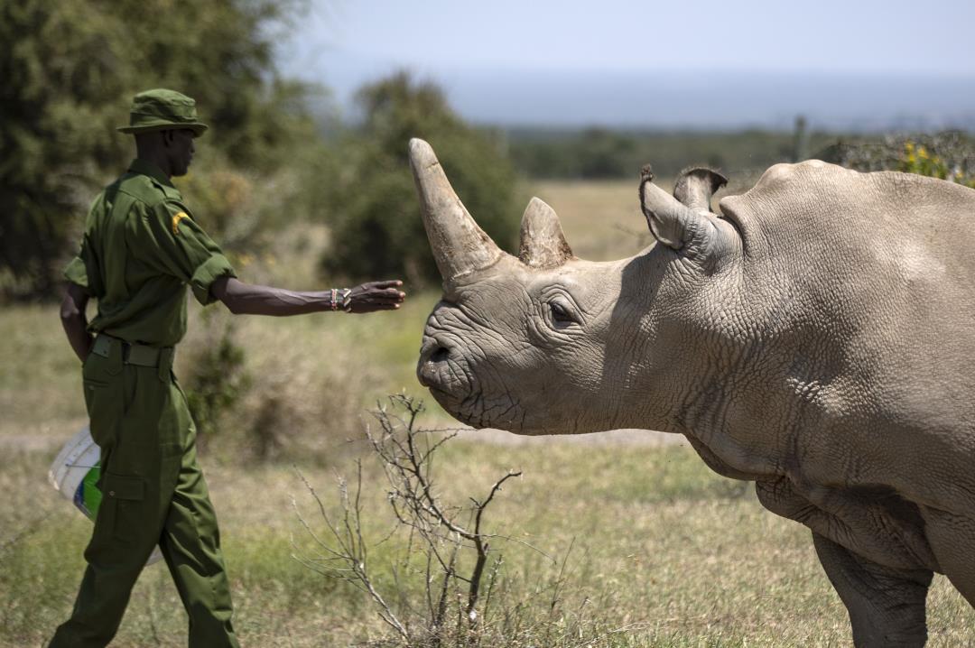 Featured image for "IVF Breakthrough Offers Hope for Near-Extinct Northern White Rhinos"