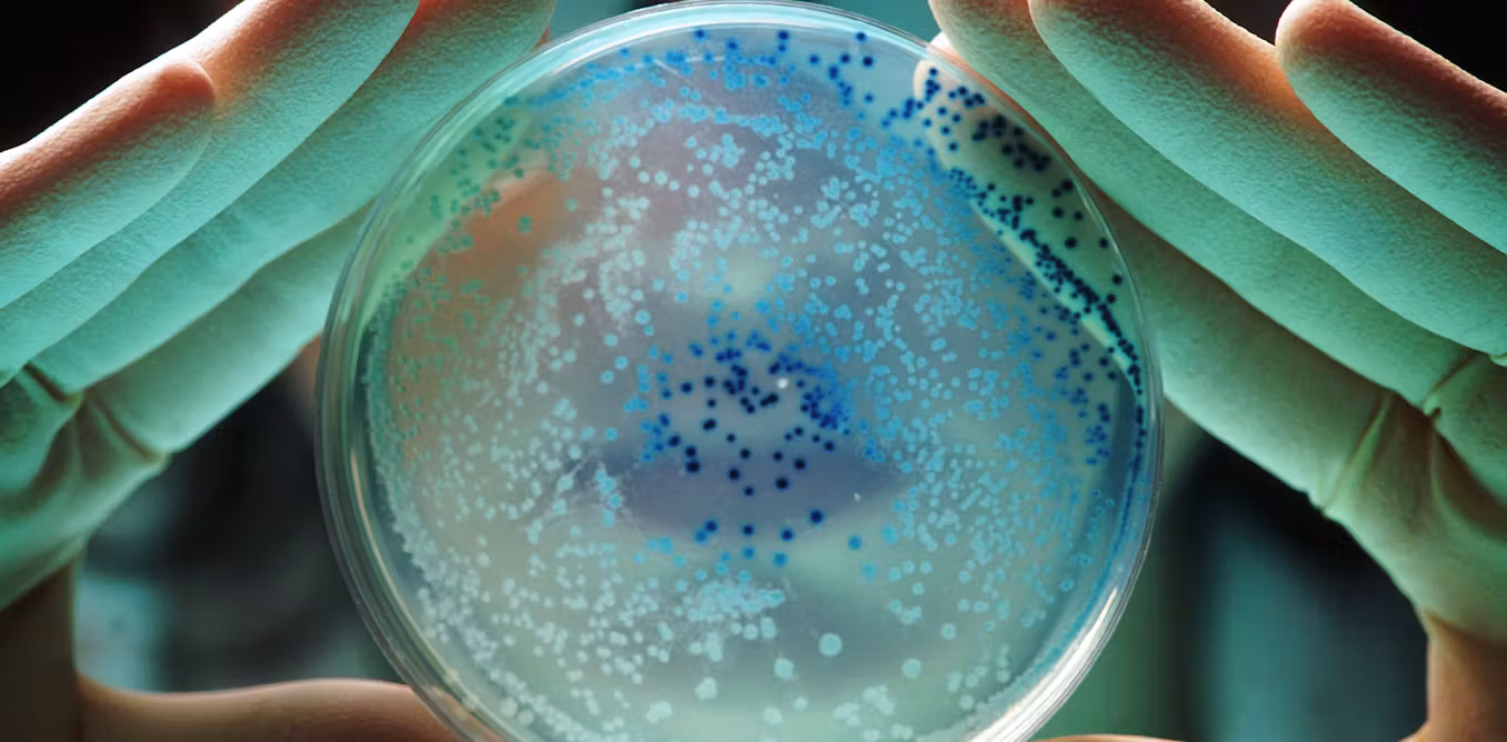 "The Double-Edged Sword of Extensive _E. coli_ Research: Implications for Science and Medicine"