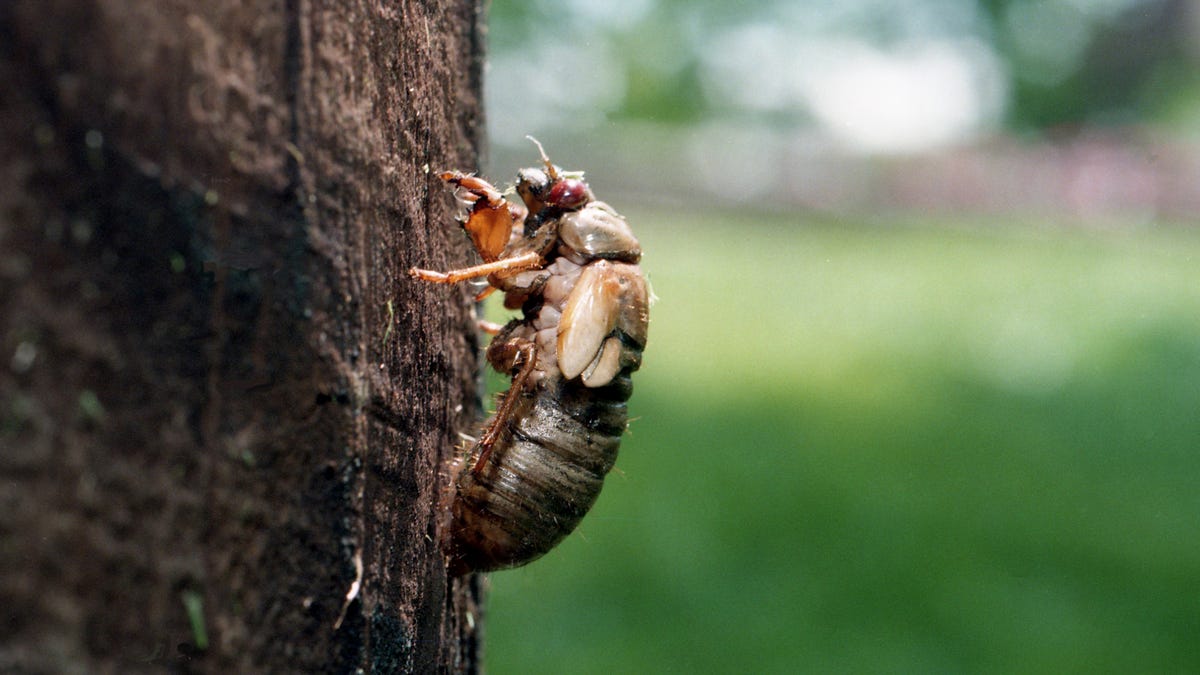 Featured image for "Cicada Invasion 2024: Brood XIX Emergence and the Threat of Zombie Cicadas"