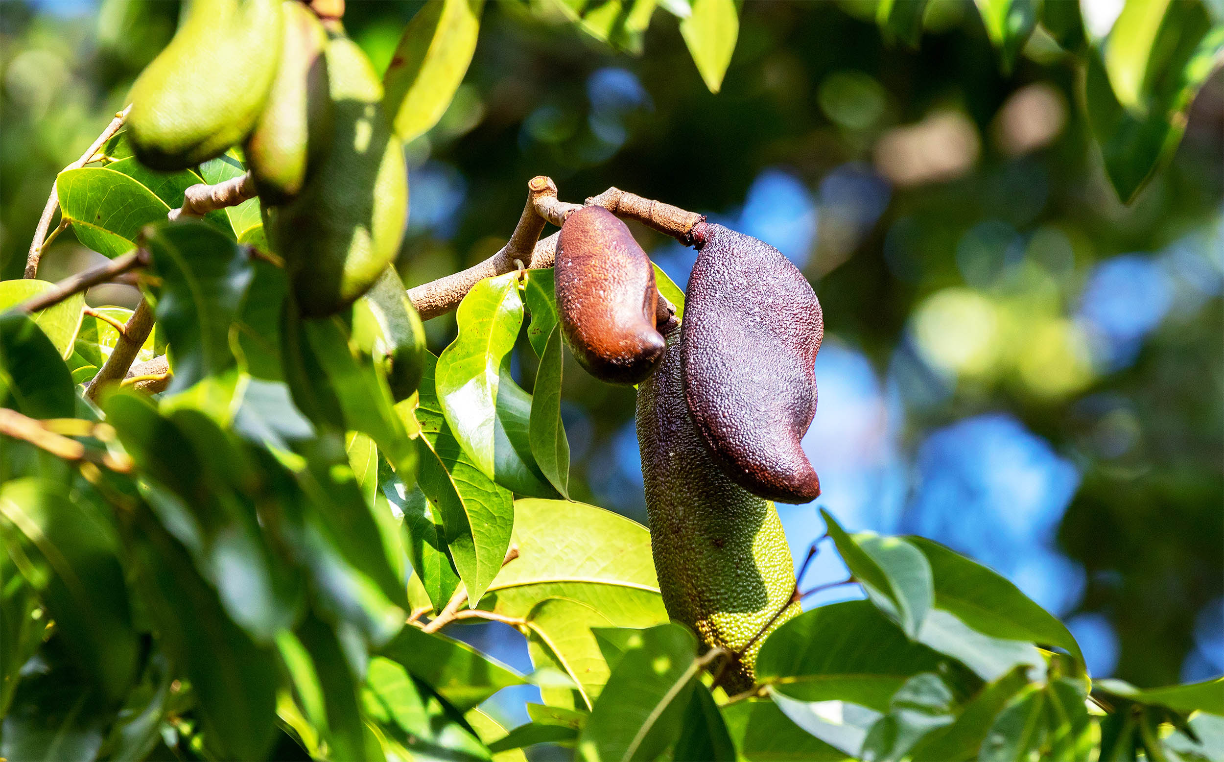 Featured image for Hidden Tree Offers Dual Benefits as Food and Medicine
