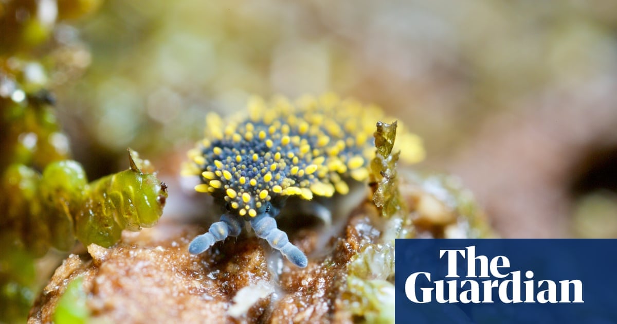 "Hidden Biodiversity: Soil Holds Over Half of Earth's Species, Study Reveals"