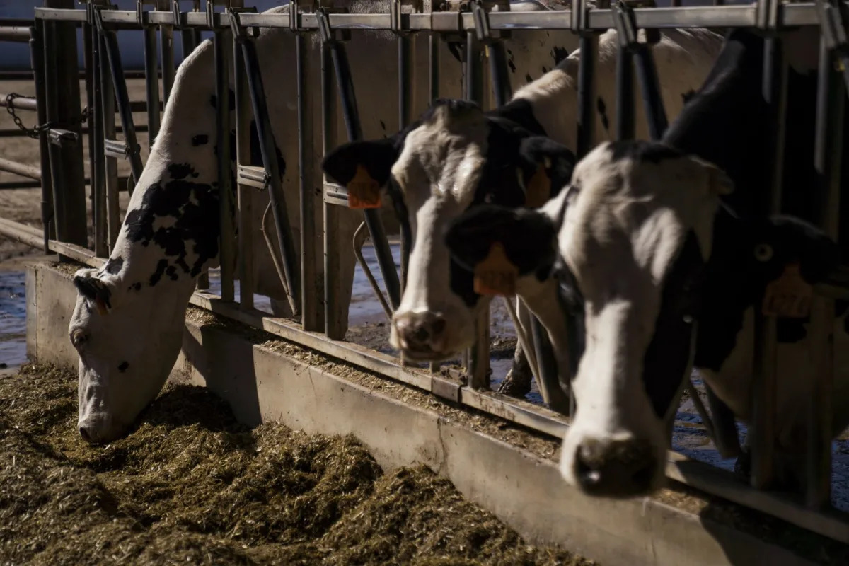 Featured image for Avian Influenza Spreads to Dairy Cows in Multiple US States