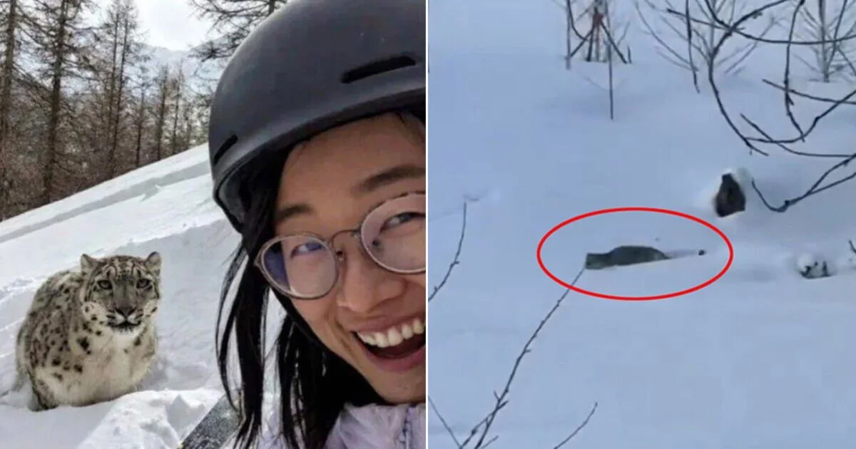 Selfie Gone Wrong: Snow Leopard Attacks Tourist at Xinjiang Ski Resort