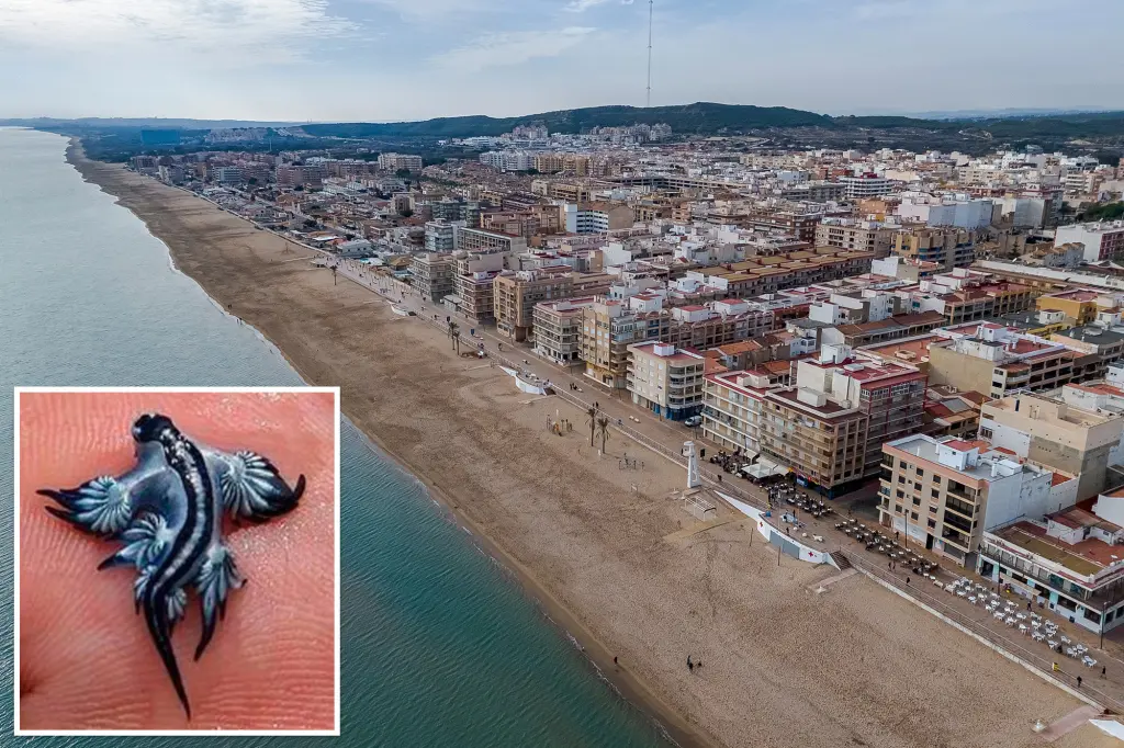 Featured image for Spanish Beaches Shut Over Venomous Sea Creature Sightings
