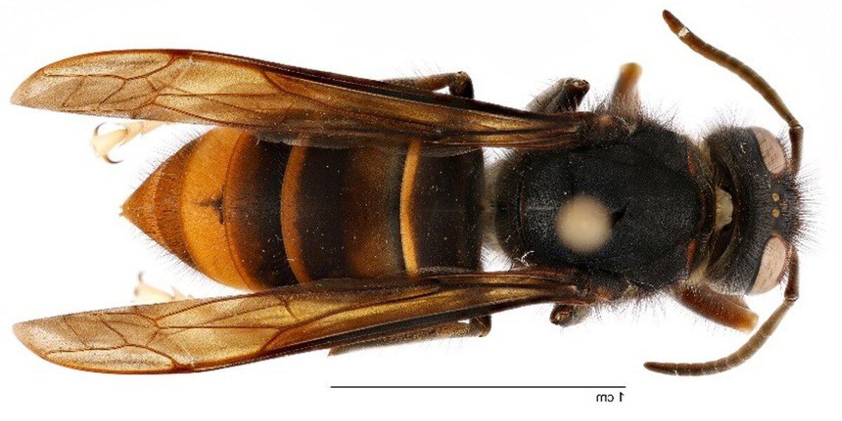 Featured image for "Officials Issue Caution as Invasive Hornet Species Detected in Georgia for the First Time"