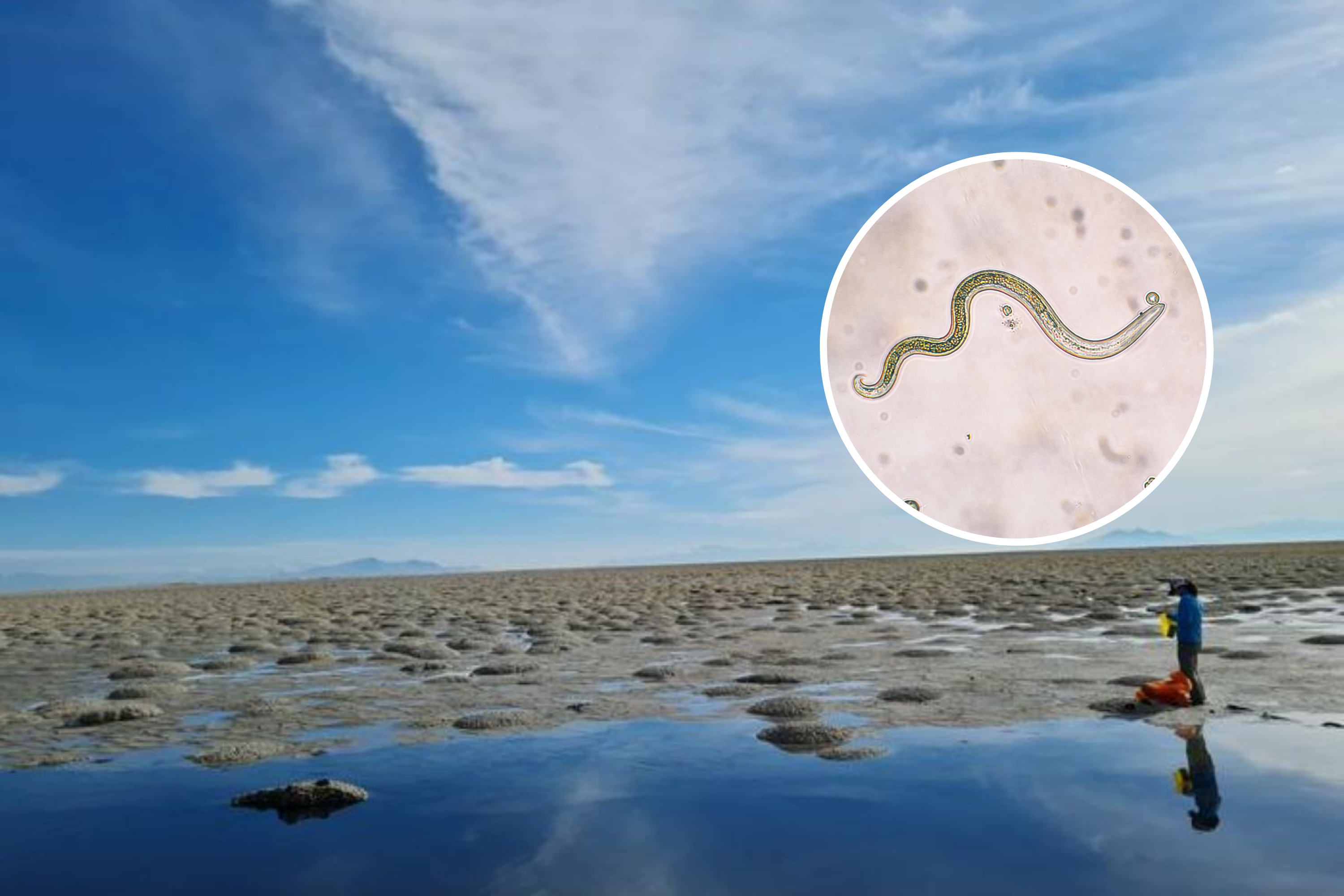 Featured image for "Discovery of New Species in Great Salt Lake Alters Ecosystem Understanding"